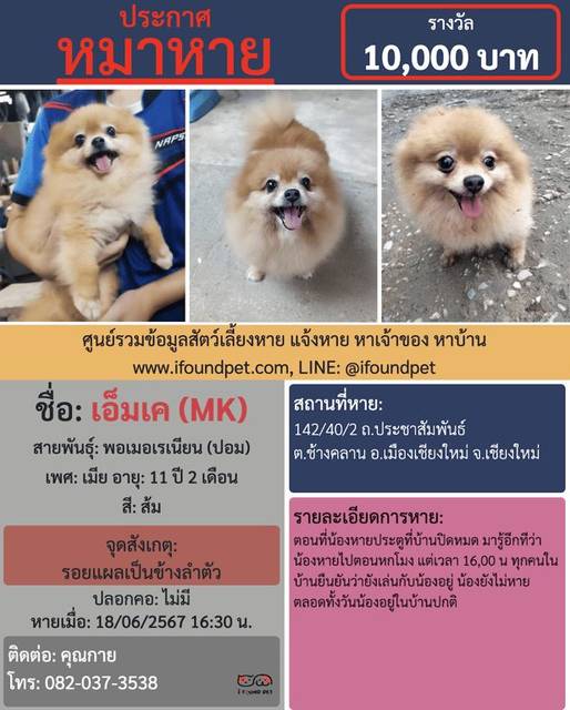 สุนัข ส้ม รอยแผลเป็นข้างลำตัว · ไม่มี