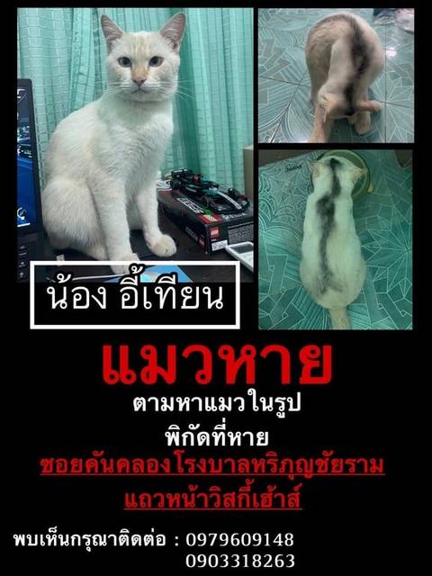 แมว ขาว ครั้งล่าสุดที่เห็นน้อง น้องมีรอยดำเผื้อนยาวที่กลางหลัง · ไม่มี