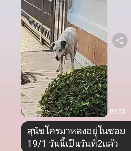 สุนัข ขาว ปลอกคอคล้ายโซ่ ตามภาพ
