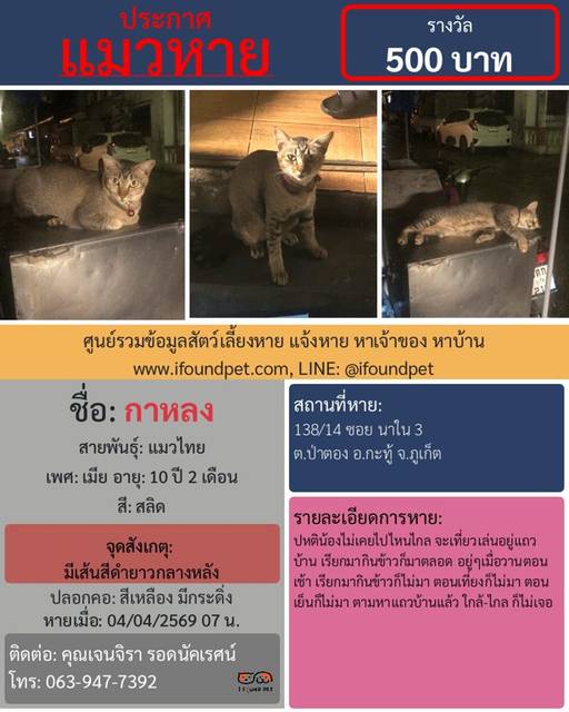 แมว สลิด มีเส้นสีดำยาวกลางหลัง · สีเหลือง มีกระดิ่ง