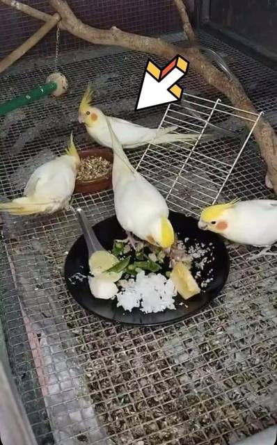 นก เหลือง สีลูติโน่ ไม่มีห่วงขา