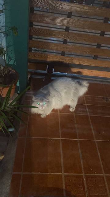แมว สีขาว น้องไม่มีปลอกคอ ดูหวาดกลัว มอมแมมนิดหน่อย