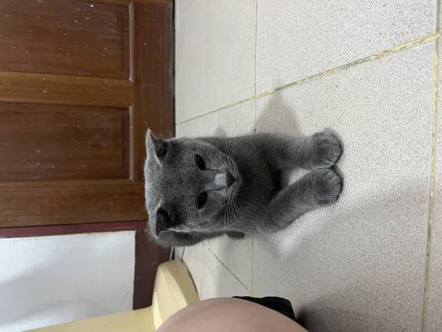 แมว เทา แมวโตตัวสีเทา ไม่มีปลอกคอไม่กลัวคน ขี้อ้อน หน้าตาสะอาด หูสะอาดไม่มีขี้หู มีอาการร้องติดสัตว์