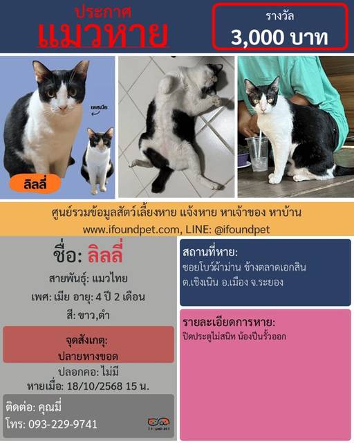 แมว ขาว ดำ ปลายหางขอด · ไม่มี