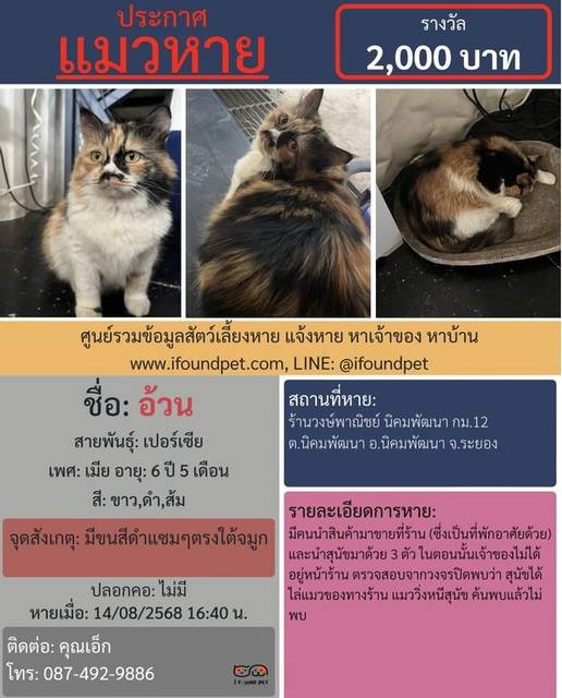 แมว ขาว ดำ ส้ม มีขนสีดำแซมๆตรงใต้จมูก · ไม่มี