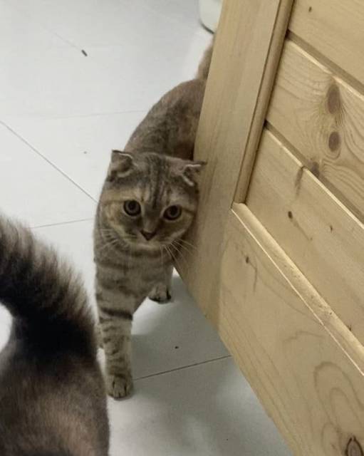 แมว น้ำตาล หูดีด หน้ากลม · ไม่มี