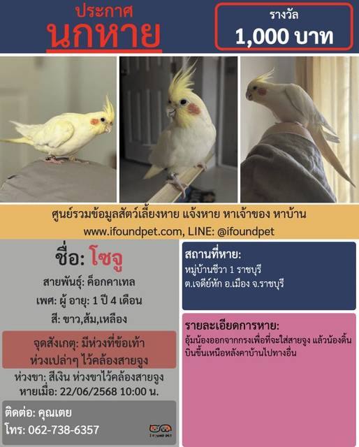 นก ขาว ส้ม เหลือง มีห่วงที่ข้อเท้าขวา ห่วงเปล่าๆ ไว้คล้องสายจูง