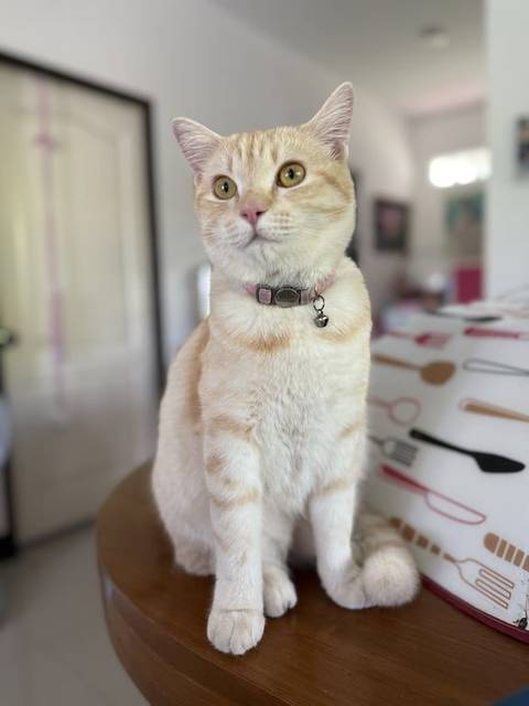 แมว ขาว ส้ม เหลือง น้องเป็นลูกครึ่งเปอร์เซีย อุ้งเท้ากับพวงหาจะหนากว่าแมวไทยค่ะ · สีชมพู ปลอกคอสะท้อนแสง