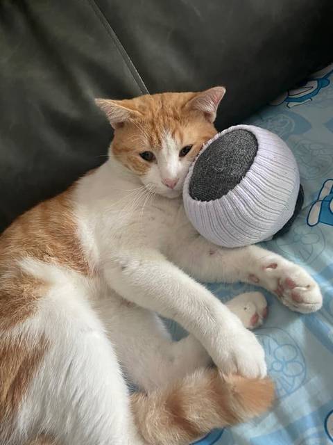 แมว ส้ม ขาว มีแผลตรงคาง · ไม่มี