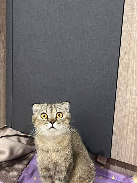 แมว สลิด น้ำตาล หูพับ ตัวผอม ตาสีน้ำตาล · ไม่มี