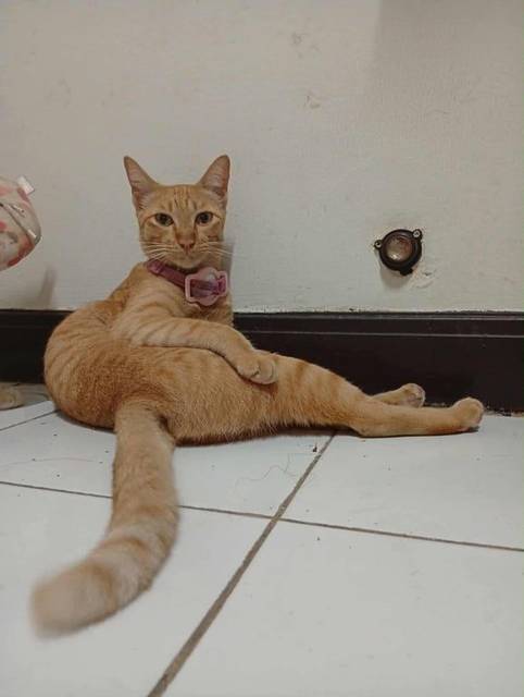 แมว ส้ม ตาเหลือง อกขาว · ปลอกคอลายทางขาวหลากสี มีGPSสีชมพู