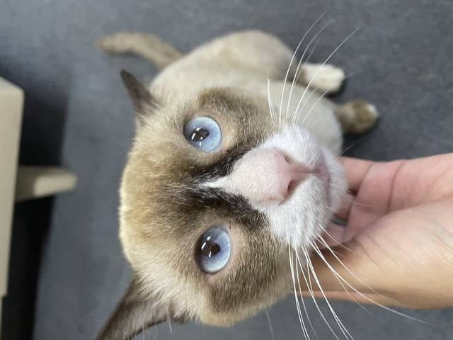 แมว สวาท อบจ.ภูเก็ต