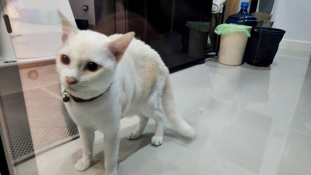 แมว ขาวลายน้ำตาลอ่อน ตาสีฟ้า ยังไม่ทำหมัน