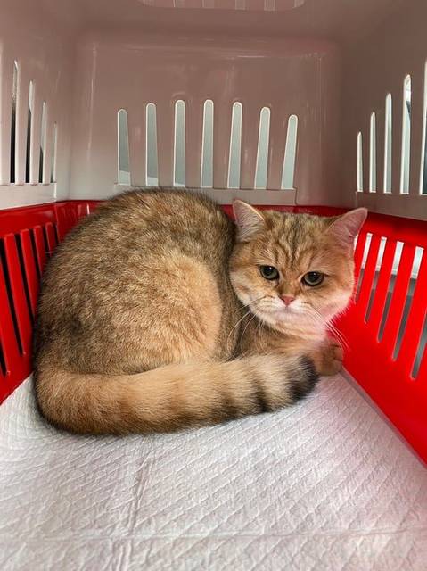 แมว ทอง ตัว M บนหน้าผาก หน้ากลม ตากลม ขนมีสีดำแซมจนถึงหาง · ไม่มี
