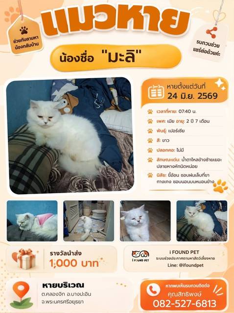 แมว ขาว น้ำตาไหลข้างซ้ายเยอะ ปลายหางหักนิดหน่อย · ไม่มี
