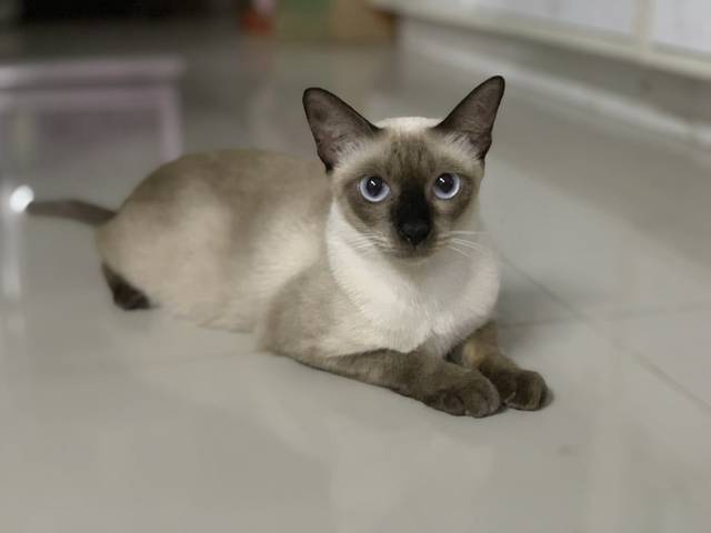 แมว วิเชียรมาศ แบบวิเชียรมาศ · ไม่มี