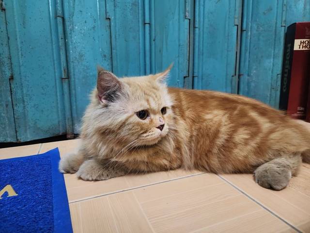 แมว สีส้ม น้องตัวสีส้ม ตัวอ้วนค่ะ