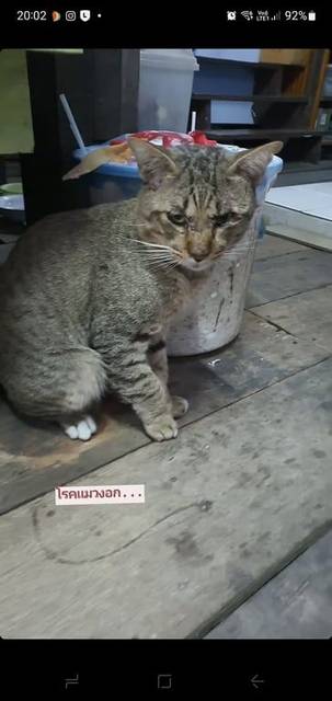 แมว สลิดเทา ใส่ถุงเท้าขาว 3ขา ขาขวาข้างหน้าเป็นลายสลิดล้วน