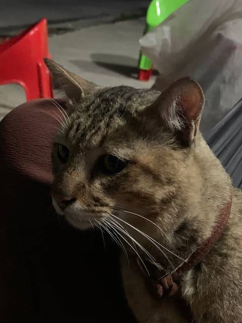 แมว สลิด ขาหลังเดินกะเพลก · ไม่มี