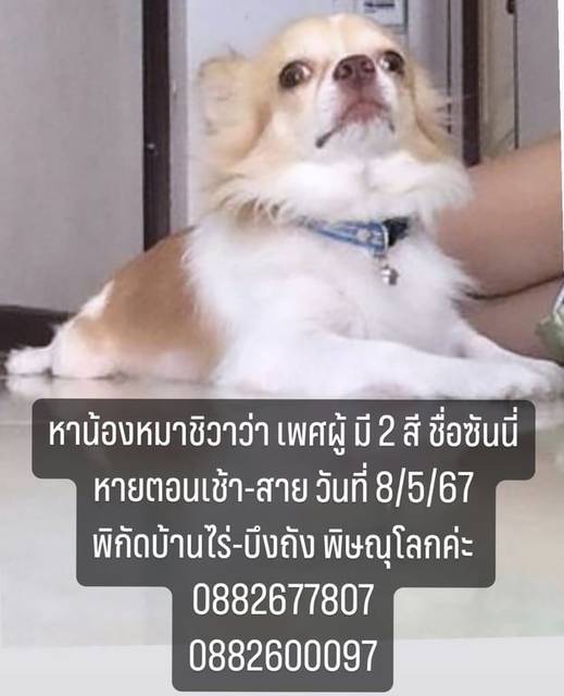 สุนัข ขาว น้ำตาล หัวเปนรูปหัวใจ · สีส้ม มีกระดิ่ง