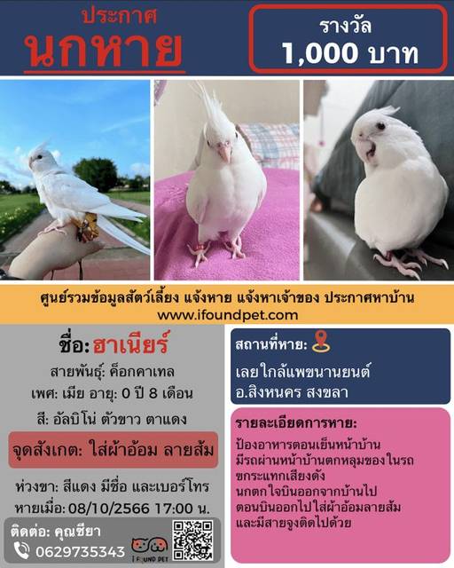 นก อัลบิโน่ ตัวขาว ตาแดง ตัวสีขาว ตาสีแดง ใส่ห่วงขาขวาสีแดง มีชื่อและเบอร์โทร ใส่ผ้าอ้อม ลายส้ม