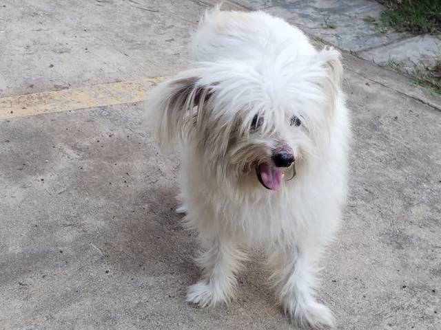 สุนัข ขาว น้องมีอาการตกใจกลัว ผวา ไม่ให้คนเข้าใกล้
