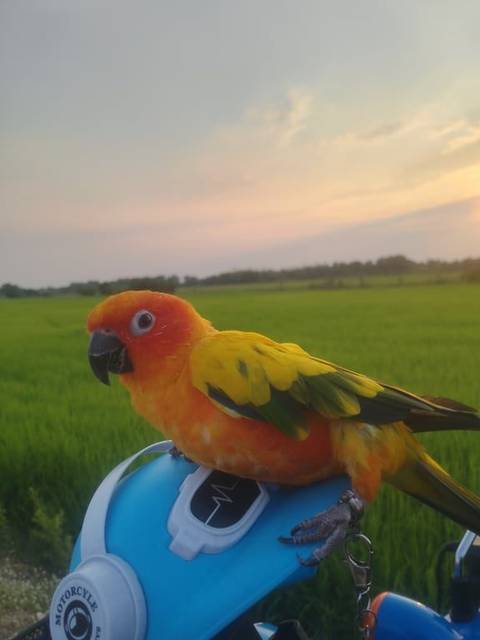 นก เขียว ส้ม ขาพิการขวา