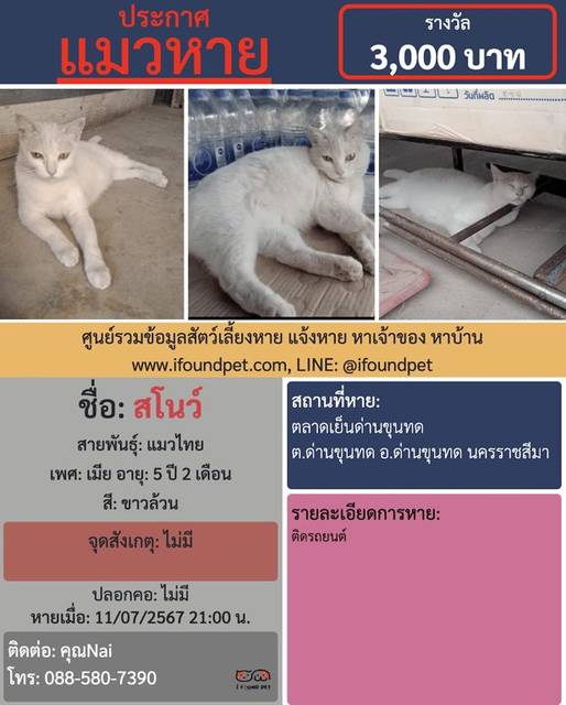 แมว ขาวล้วน ไม่มี