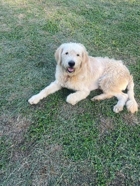 สุนัข ขาว มีแผลบนคอ · สีน้ำตาล ปลอกคอสีนำตาลเปื้อน ๆ มีรอยดิน