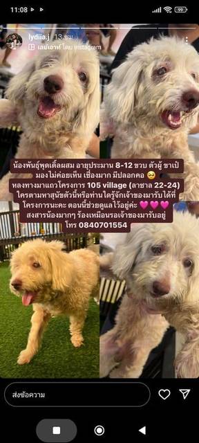 สุนัข ขาว ขาเป๋