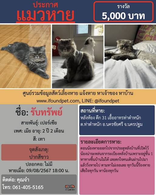 แมว เทา ปากสีขาว · ไม่มี