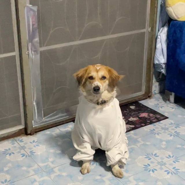 สุนัข ขาว น้ำตาล ใส่ปลอกคอ · ปลอกคอไม่สีเขียวอ่อนๆก็สีครีม