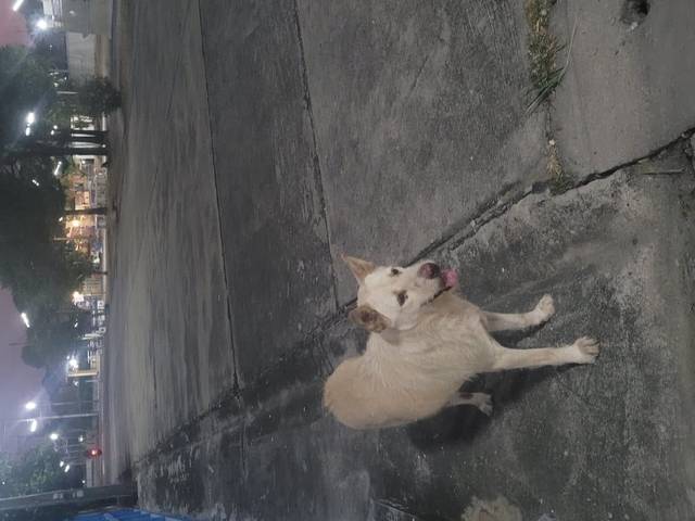 สุนัข ขาว​นวล