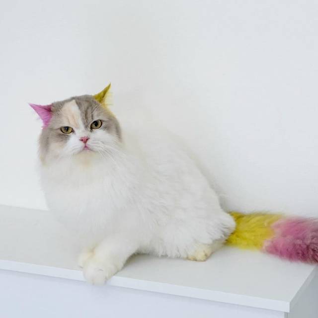 แมว น้ำตาลขาว มีปานสีน้ำตาลที่หลัง · สีชมพู มีกระดิ่งป้ายชื่อครบ