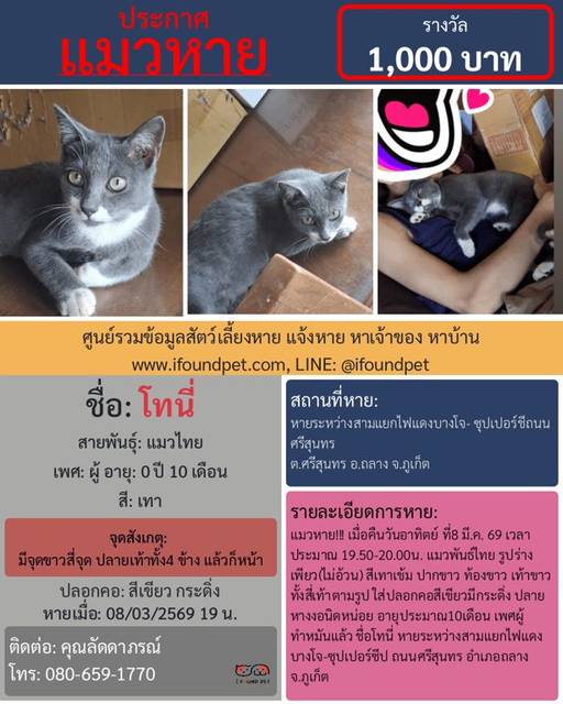 แมว เทา มีจุดขาวสี่จุด ปลายเท้าทั้ง4 ข้าง แล้วก็หน้า · สีเขียว กระดิ่ง