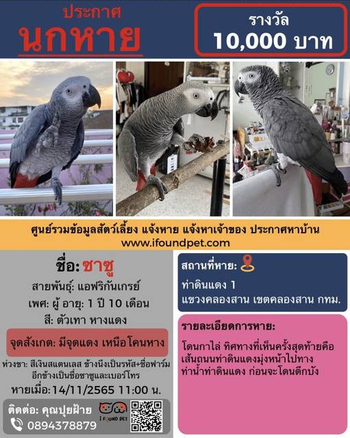 นก ตัวเทา หางแดง มีจุดแดง เหนือโคนหาง