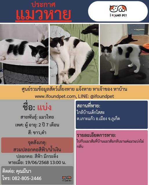 แมว ขาว ดำ สวมปลอกคอสีฟ้า/น้ำเงิน · สีฟ้า มีกระดิ่ง