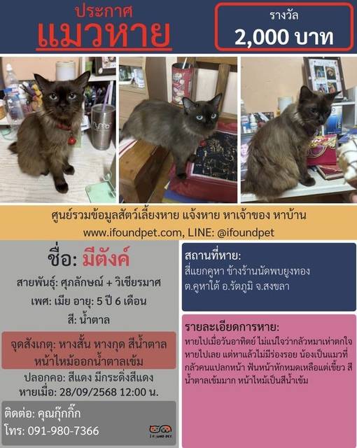 แมว น้ำตาล หางสั้น หางกุด สีน้ำตาล หน้าไหม้ออกน้ำตาลเข้ม · สีแดง มีกระดิ่งสีแดง