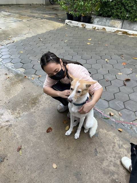 สุนัข ขาว ลายน้ำตาล หมาสีขาวลายน้ำตาลหาย มีปอกคอสีฟ้า