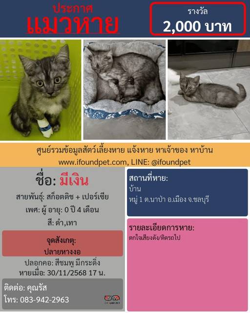 แมว ดำ เทา ปลายหางงอ · สีชมพู มีกระดิ่ง