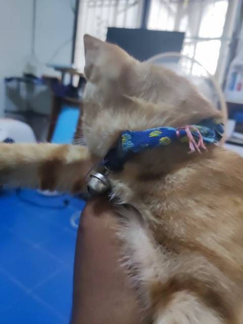 แมว ส้ม แมวใครหายมารับคืนได้ครับ เจอมุดออกมาจากใต้ท้องรถวิ่งอยุ่บนถนนหน้าโลตัสลำลูกกาคลอง2 สีส้ม ตัวผู้ หางกวัก มีปลอกคอครับ