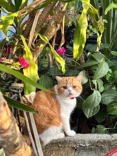 แมว ส้ม ขาว ขนสีส้ม ท้องขาว · ไม่มี