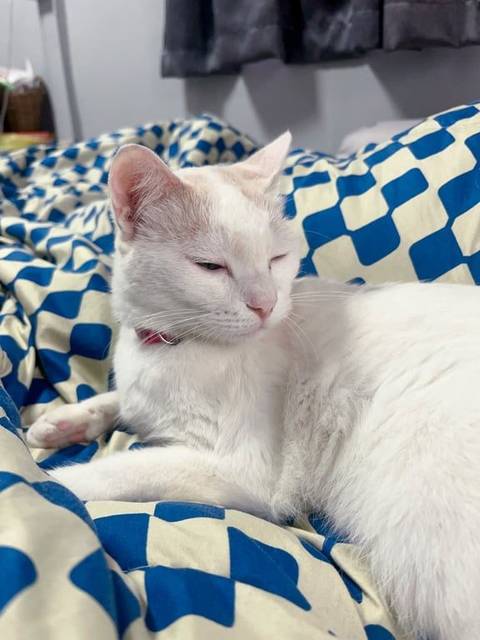 แมว ขาว หางออกสีส้มอ่อนๆ หูสีส้มหน่อยๆ · สีชมพู ไม่มี