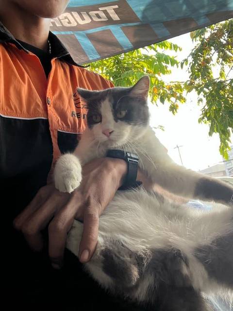 แมว ขาวดำ(หม่นเทา) น่ารักขี้อ้อน ติดคน