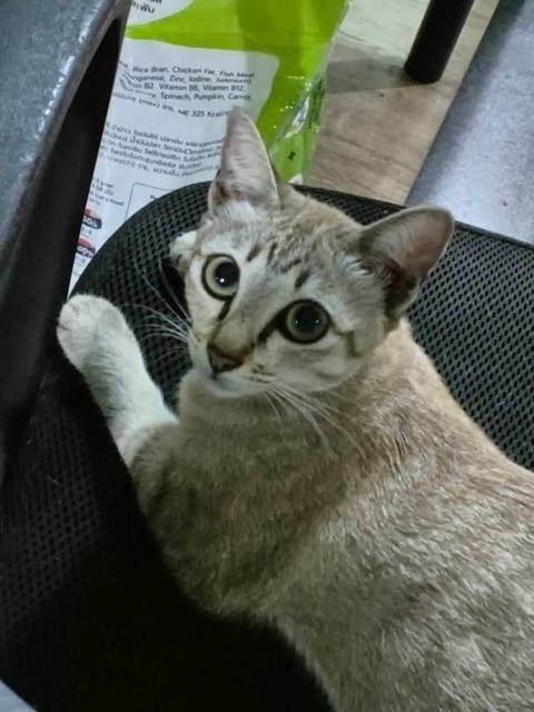 แมว สลิด เทา น้ำตาล ตัวอ้วว แต่หน้าเรียว ตาสีเหลืองส้ม เท้าซ้ายขาว · ไม่มี