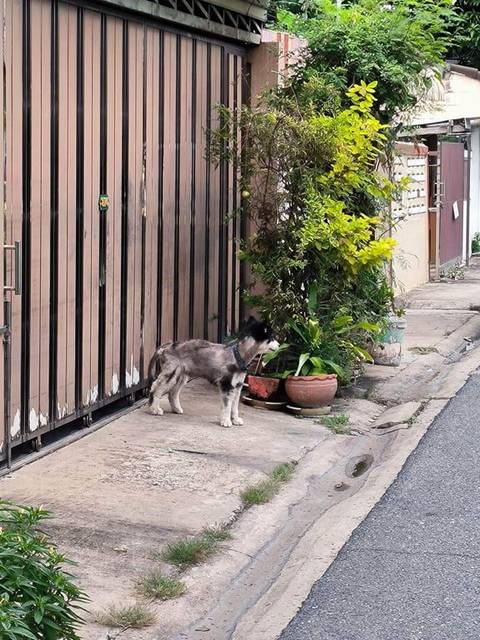 สุนัข เทา เหมือนเพิ่งโดนตัดขนมา ขนฟูปแค่ตรงหัว
