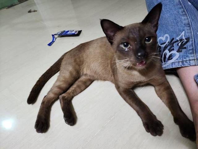 แมว สีน้ำตาล ปลอกคอหลุดหายไปแล้ว