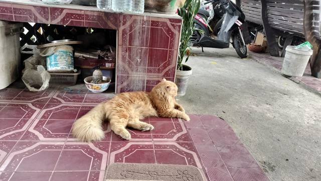 แมว ส้ม