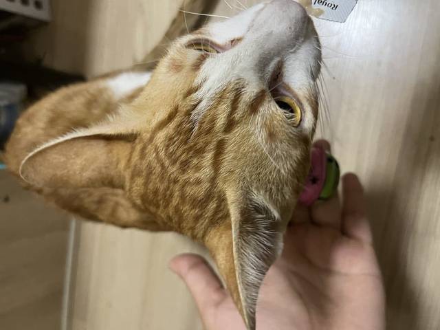 แมว สลิดสีส้มขาว ตัวผู้ยังไม่ทำหมันน่าจะอายุ1ปีกว่า