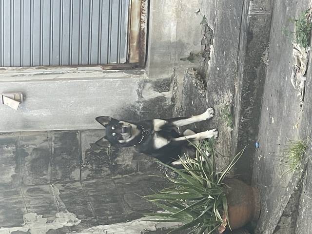 สุนัข ดำสี่ตาสีครีมๆ